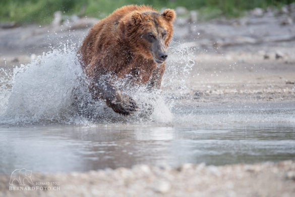 Kamtschatka Bär auf Lachsfang