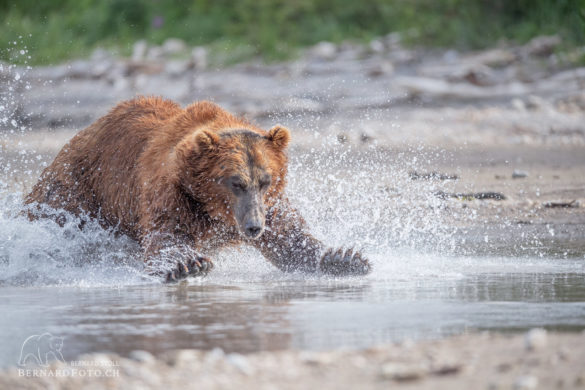 Kamtschatka Bär auf Lachsfang