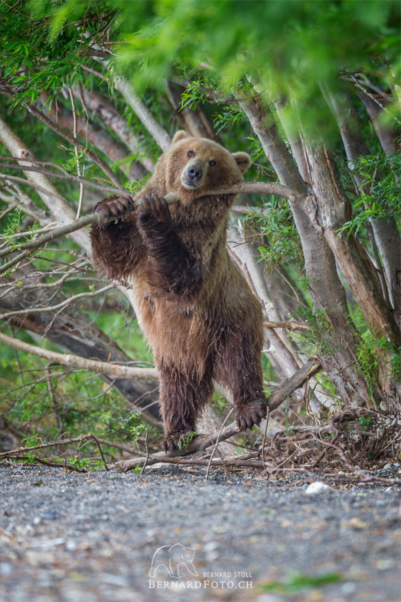 Kamtschatka Bär kratzt sich