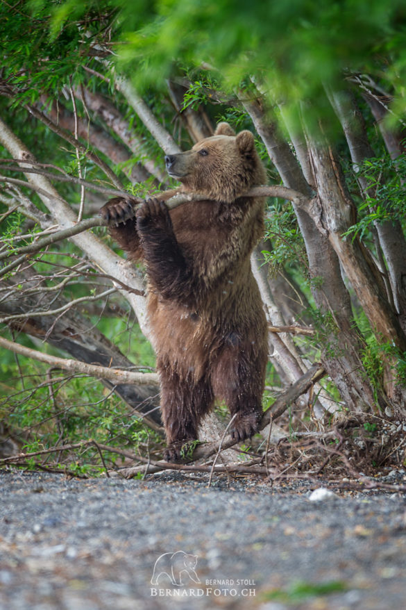 Kamtschatka Bär kratzt sich