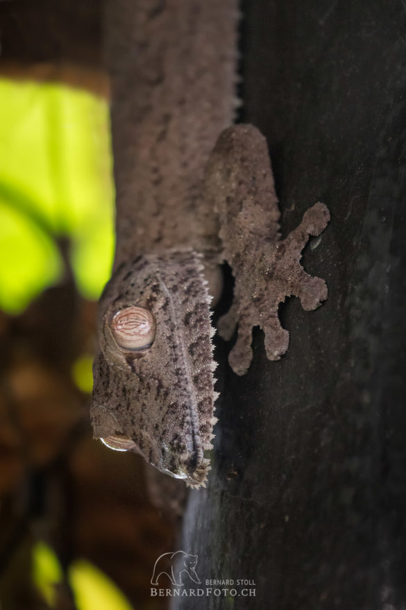 Madagaskar - Plattschwanzgecko