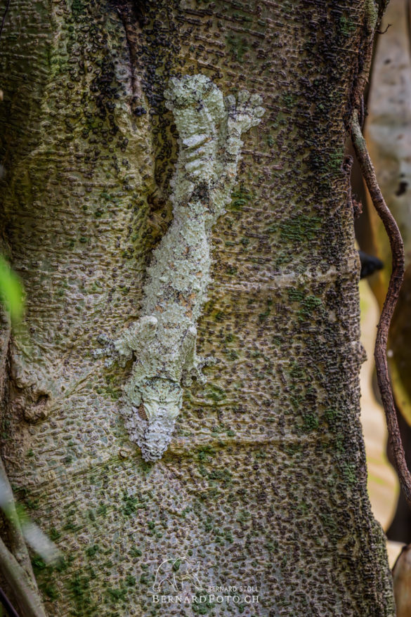 Madagaskar - Plattschwanzgecko perfekt getarnt